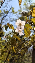 Cerasus