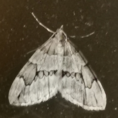 Thera juniperata