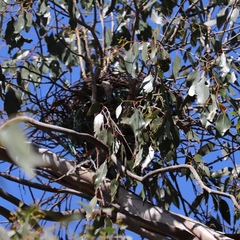 Podargus strigoides strigoides