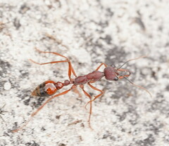 Myrmecia nigriscapa