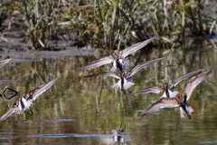 Calidris melanotos