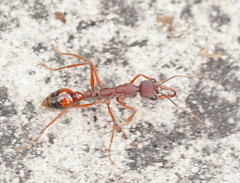 Myrmecia nigriscapa