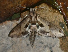 Eumorpha satellitia