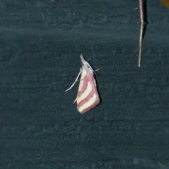 Microtheoris vibicalis