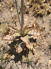 Aloe greatheadii
