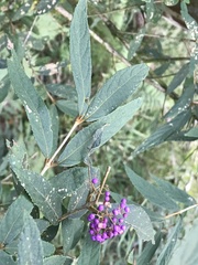 Callicarpa