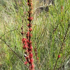 Allocasuarina
