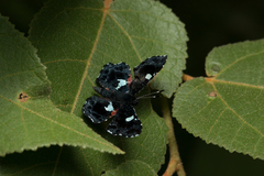 Calydna sturnula