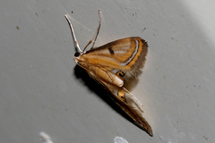 Eoophyla