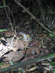 Leptodactylus savagei