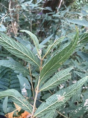 Callicarpa