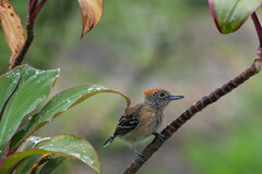 Sakesphorus canadensis