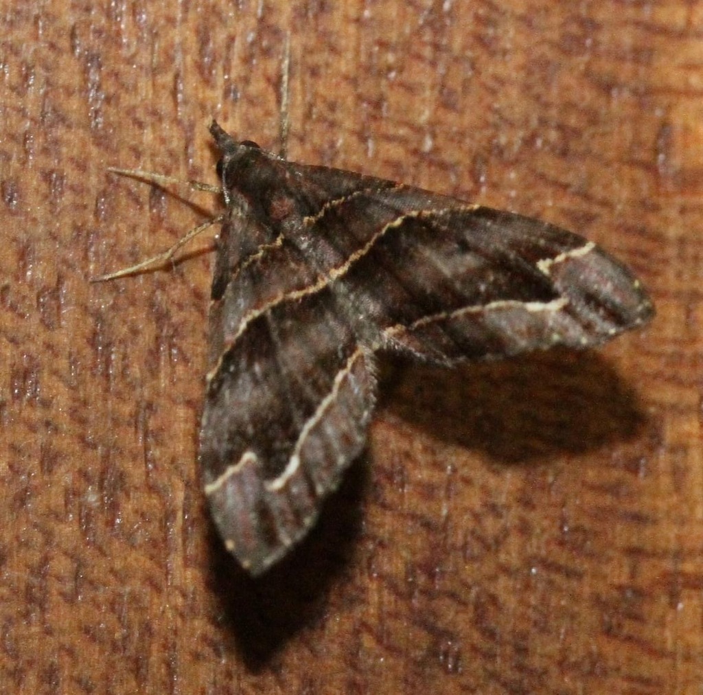Psaliodes cronia