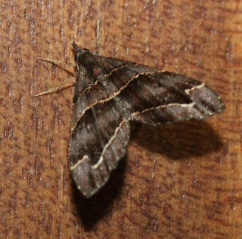 Psaliodes cronia