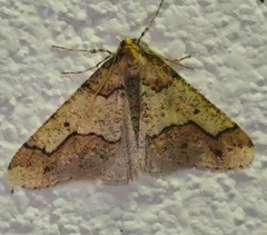 Erannis defoliaria
