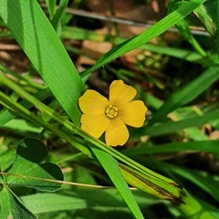 Oxalis perennans