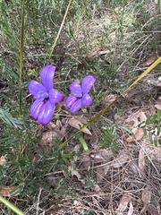 Elythranthera brunonis