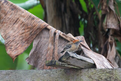 Sakesphorus canadensis