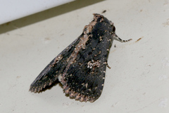 Condica dolorosa