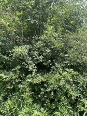 Crataegus pinnatifida