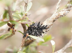 Septobasidium clelandii
