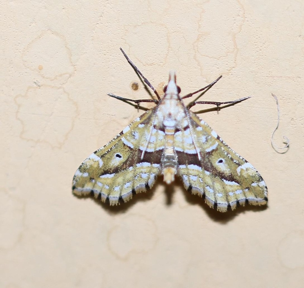 Psaliodes nictitans