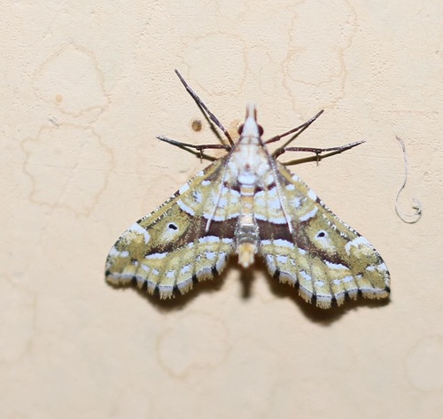 Psaliodes nictitans