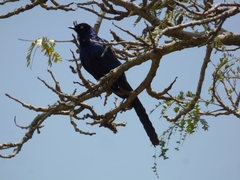 Lamprotornis caudatus