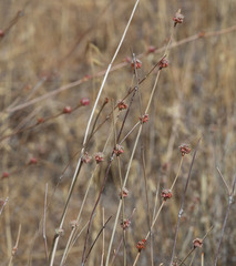 Eriogonum elongatum
