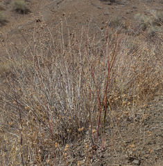Eriogonum elongatum