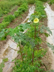 Abelmoschus esculentus