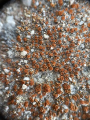 Polycauliona luteominia luteominia