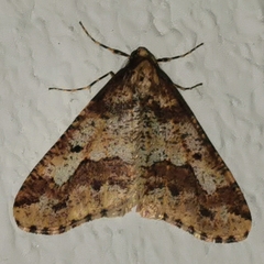 Erannis defoliaria