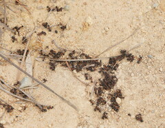 Camponotus intrepidus