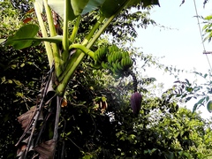 Musa × paradisiaca