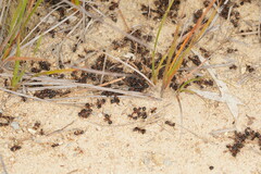 Camponotus intrepidus