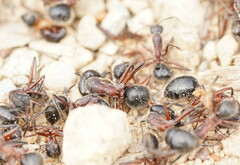 Camponotus intrepidus