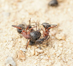 Camponotus intrepidus