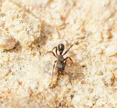 Rhytidoponera tasmaniensis