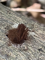 Stemonitis splendens