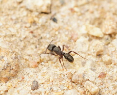 Rhytidoponera tasmaniensis