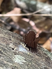 Stemonitis splendens