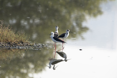Himantopus himantopus