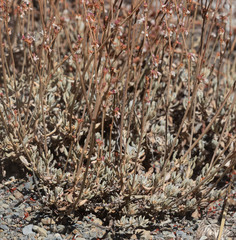 Eriogonum wrightii