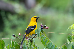 Icterus nigrogularis