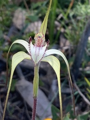 Caladenia venusta