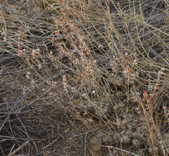 Eriogonum wrightii