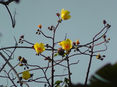Cochlospermum vitifolium