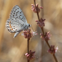 Euphilotes enoptes tildeni