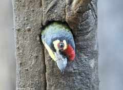 Psilopogon haemacephalus